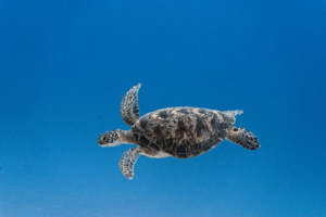 Aroa, green turtle, adopted for Aroa by Hussain Mifzal Green turtle swimming in the blue, Gaadhoo Inside, Laamu atoll, Maldives. Image.