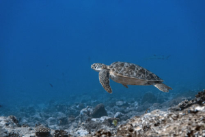 Berni, green turtle, adopted for Berni by The Family Project Green turtle swimming over reef, Hithadhoo Corner, Laamu atoll, Maldives. Image.