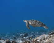 Green turtle swimming over reef, Hithadhoo Corner, Laamu atoll, Maldives. Image.