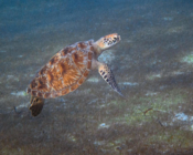 Green turtle, Six Senses Seagrass, Laamu atoll, Maldives. Image.