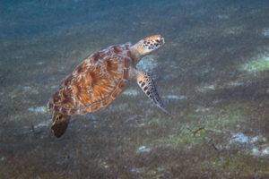 Raphael, green turtle, adopted by Michelle Revolinsky Green turtle, Six Senses Seagrass, Laamu atoll, Maldives. Image.