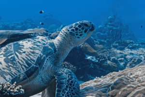 Hunter, green turtle, adopted for Hunter Green turtle on coral reef, Hithadhoo Corner, Laamu atoll, Maldives. Image.