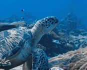 Green turtle on coral reef, Hithadhoo Corner, Laamu atoll, Maldives. Image.