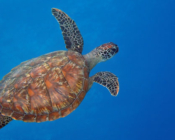 Green turtle, Aquarium, Lhaviyani atoll, Maldives. Image.
