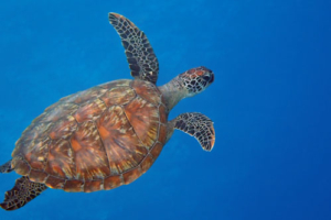 Matthias, green turtle, adopted for Matthias Green turtle, Aquarium, Lhaviyani atoll, Maldives. Image.