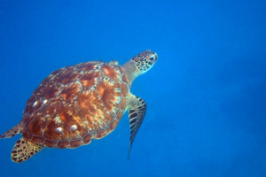 Angelo, green turtle, adopted for Hollie by Kaylee Green turtle swimming in the blue, Hasan Giri, Lhaviyani atoll, Maldives. Image.