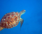Green turtle swimming in the blue, Hasan Giri, Lhaviyani atoll, Maldives. Image.