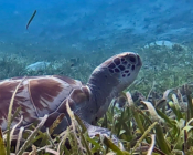 Green turtle, Cocoon South Lagoon, Lhaviyani, Maldives. Image.