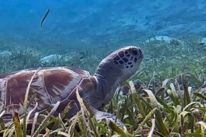 Sarah, green turtle, adopted for Sarah Green turtle, Cocoon South Lagoon, Lhaviyani, Maldives. Image.