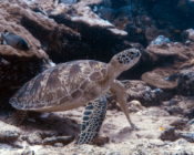 Green turtle resting in an overhang, Hithadhoo Corner, Laamu Atoll, Maldives. Image.
