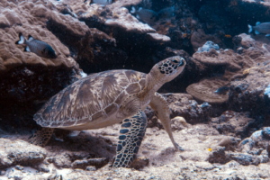 Sandy, green turtle, adopted by Ruby Green turtle resting in an overhang, Hithadhoo Corner, Laamu Atoll, Maldives. Image.