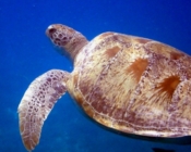 Green turtle, Seagrass AB, Laamu Atoll, Maldives. Image.