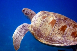 Sunshine, green turtle, adopted by Layla Green turtle, Seagrass AB, Laamu Atoll, Maldives. Image.