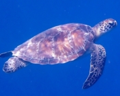 Green turtle swimming in the blue, Kuredu Caves, Lhaviyani Atoll, Maldives. Image.