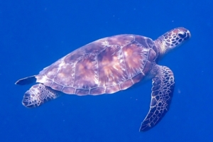 Coral, green turtle, adopted for Ann by Jennie, Kean & Elsie Green turtle swimming in the blue, Kuredu Caves, Lhaviyani Atoll, Maldives. Image.
