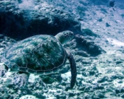 Green turtle swimming away, Kuredu Express, Lhaviyani atoll, Maldives. Image.