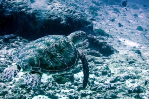 Cataleya, green turtle, adopted by Thierry for Cataleya Green turtle swimming away, Kuredu Express, Lhaviyani atoll, Maldives. Image.