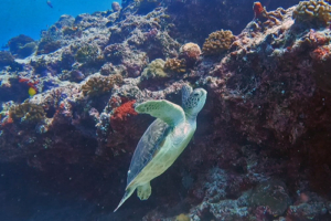 Summer, green turtle, adopted for Summer Green turtle swimming out of reef, Kalifushifaru Outreef, Lhaviyani atoll, Maldives. Image.