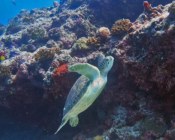 Green turtle swimming out of reef, Kalifushifaru Outreef, Lhaviyani atoll, Maldives. Image.