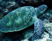 Green turtle resting on a rocky reef, Lankan Beyru, North Male atoll, Maldives. Image.