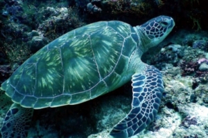 Rehendi, green turtle, adopted by Cinnamon Dhonveli Maldives Green turtle resting on a rocky reef, Lankan Beyru, North Male atoll, Maldives. Image.