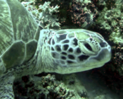 Green turtle resting, One Palm Island House Reef, North Male atoll, Maldives. Image.