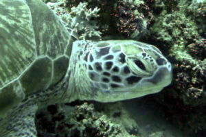 Raivilla, green turtle, adopted by Cinnamon Dhonveli Maldives Green turtle resting, One Palm Island House Reef, North Male atoll, Maldives. Image.