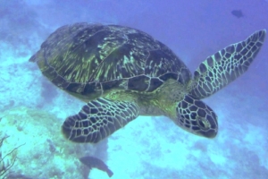 Buddy, green turtle, adopted for Damian Green turtle swimming, One Palm Island House Reef, North Male atoll, Maldives. Image.