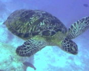 Green turtle swimming, One Palm Island House Reef, North Male atoll, Maldives. Image.