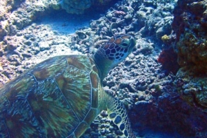 Brillo, green turtle, adopted for Shaneka Green turtle resting on a reef slope, Komandoo South, Lhaviyani Atoll, Image.