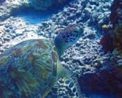 Green turtle resting on a reef slope, Komandoo South, Lhaviyani Atoll, Image.