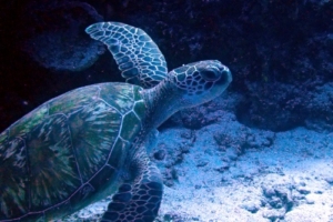 Jazzy T, green turtle, adopted for Annika Green sea turtle swimming up off the seafloor, Kuredu Caves Lhaviyani Atoll, Maldives. Image.