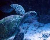 Green sea turtle swimming up off the seafloor, Kuredu Caves Lhaviyani Atoll, Maldives. Image.