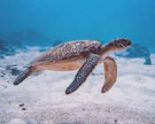 Green turtle swimming over a sandy patch, Kurethi, Laamu Atoll, Maldives. Image.