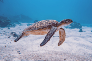 Luthfee, green turtle, adopted by Livia Fagan Green turtle swimming over a sandy patch, Kurethi, Laamu Atoll, Maldives. Image.