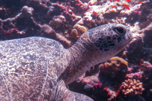 Joel, green turtle, adopted by Nicole for Barbara, in memory of Joel Green turtle, NW Wall, Laamu Atoll, Maldives. Image.