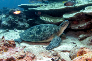 Mila, green turtle, adopted by Liudmila Green turtle, Hithadhoo Corner, Laamu Atoll, Maldives. Image.