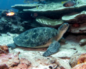Green turtle, Hithadhoo Corner, Laamu Atoll, Maldives. Image.
