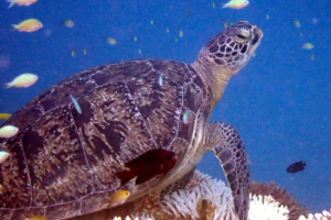 Pancake, green turtle, adopted by Henry and Chloe Green turtle resting on a reef, Lamma Faru Haa, Laamu Atoll, Maldives. Image.
