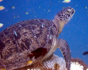 Green turtle resting on a reef, Lamma Faru Haa, Laamu Atoll, Maldives. Image.