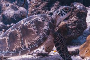 Mildred Curran, green turtle, adopted for Daniel Green turtle, Hithadhoo Inside, Laamu Atoll, Maldives. Image.