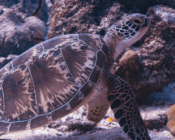 Green turtle, Hithadhoo Inside, Laamu Atoll, Maldives. Image.
