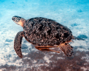 Green turtle swimming over seagrass, Olhuveli Point, Laamu Atoll, Maldives. Image.