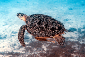 Erin, green turtle, adopted for Erin Green turtle swimming over seagrass, Olhuveli Point, Laamu Atoll, Maldives. Image.