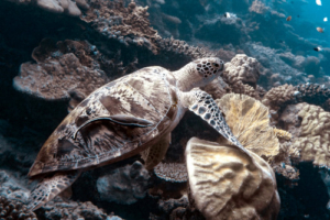 Ben, green turtle, adopted for Ben Green turtle with remora on a coral reef, Olhuveli Point, Laamu Atoll, Maldives. Image.