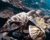 Green turtle with remora on a coral reef, Olhuveli Point, Laamu Atoll, Maldives. Image.