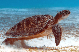 Sasha, green turtle, adopted by Liudmila Green turtle on seagrass, Gaadhoo Inside, Laamu Atoll, Maldives. Image.