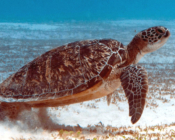 Green turtle on seagrass, Gaadhoo Inside, Laamu Atoll, Maldives. Image.