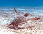 Green turtle swimming over seagrass lagoon, Gaadhoo Inside, Laamu Atoll, Maldives. Image.