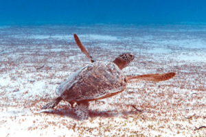 Happiness, green turtle, adopted Green turtle swimming over seagrass lagoon, Gaadhoo Inside, Laamu Atoll, Maldives. Image.